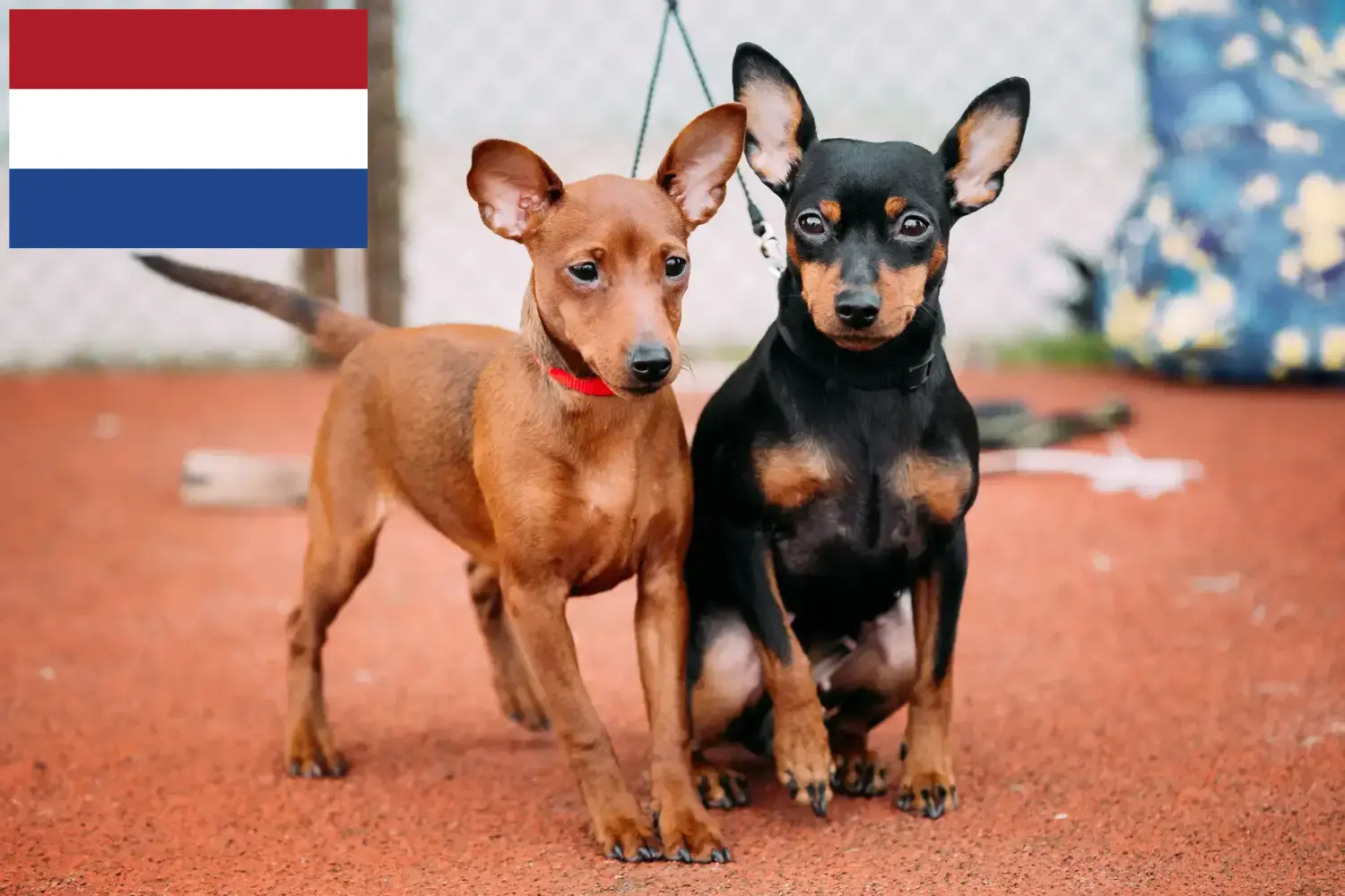 Miniature Pinscher kölykök és tenyésztők Hollandia Itt találhat miniatűr pinscher tenyésztőket Hollandiában.