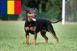 Read more about the article Miniatűr pinscher tenyésztők és kölykök Romániában