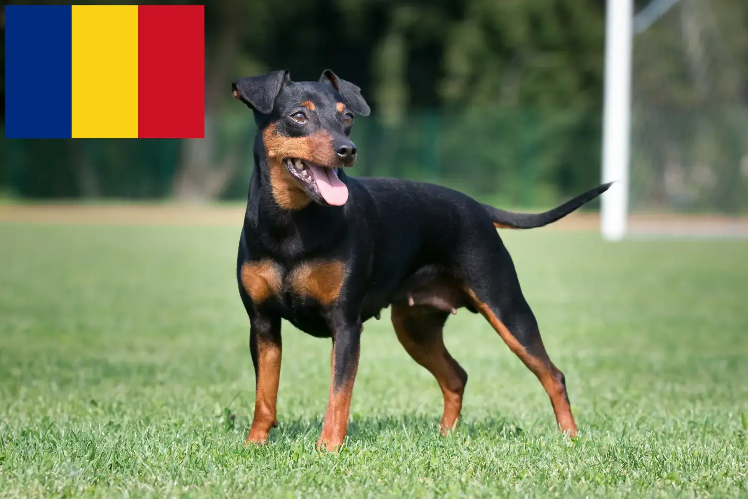 Miniatűr pinscher kölykök és tenyésztők Románia Itt találhat miniatűr pinscher tenyésztőket Romániában.