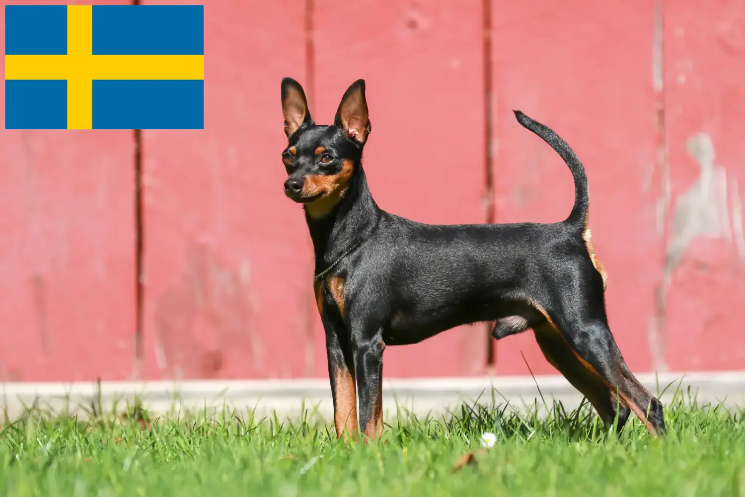 Miniatűr pinscher kölykök és tenyésztő Svédországban Itt megtalálja a Svédországban található miniatűr pinscher tenyésztőket.