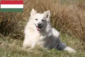 Read more about the article Mudi tenyésztők és kölykök Magyarországon