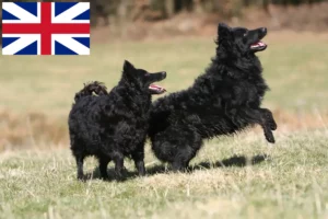 Read more about the article Mudi tenyésztők és kölykök Nagy-Britanniában