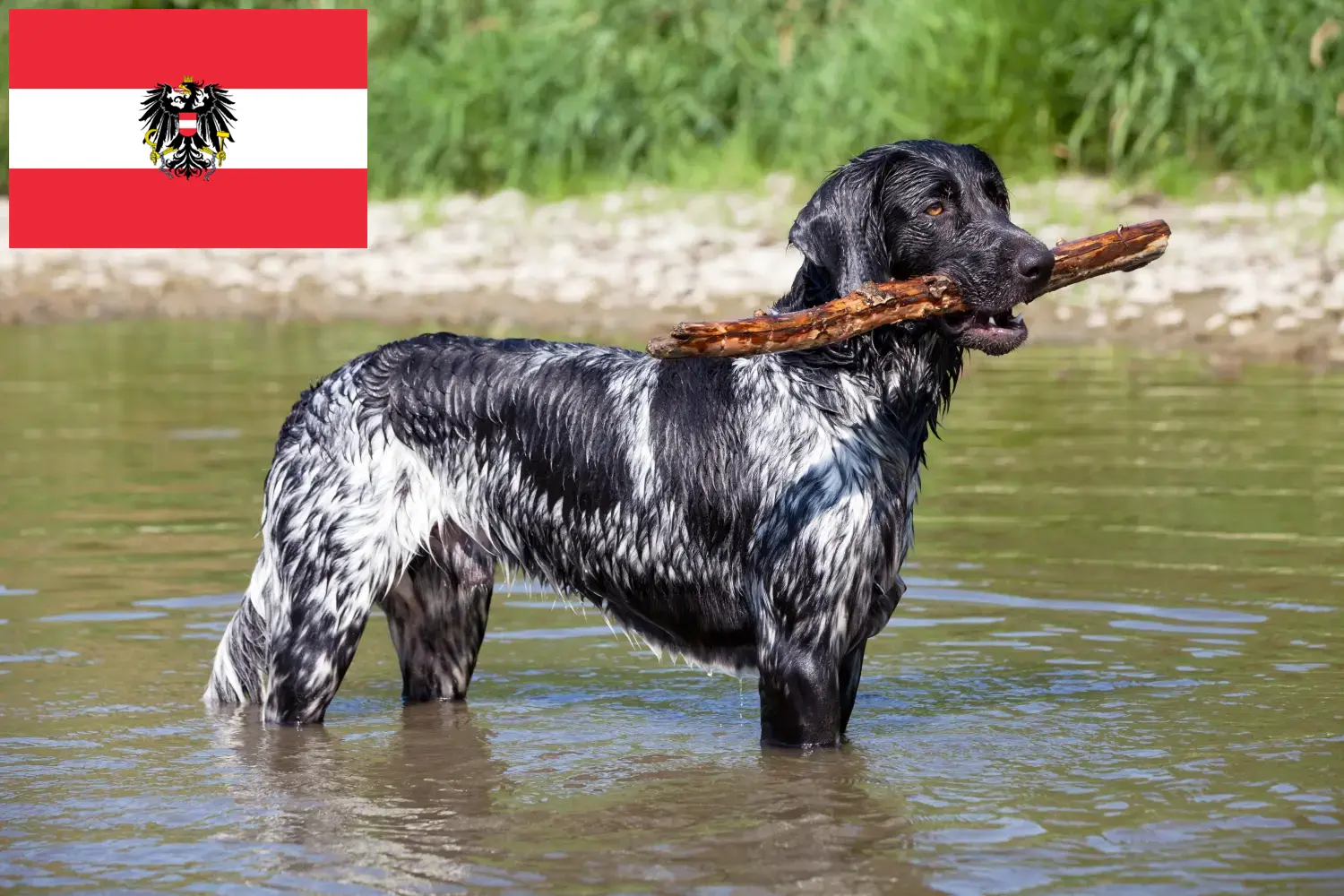 Nagy Münsterländer kiskutyák és tenyésztők Ausztria Itt megtalálhatja a Nagy Münsterlandi tenyésztőket Ausztriában.