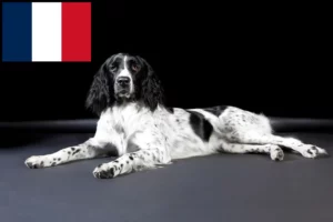 Read more about the article Nagy Münsterländer tenyésztő és kölykök Franciaországban