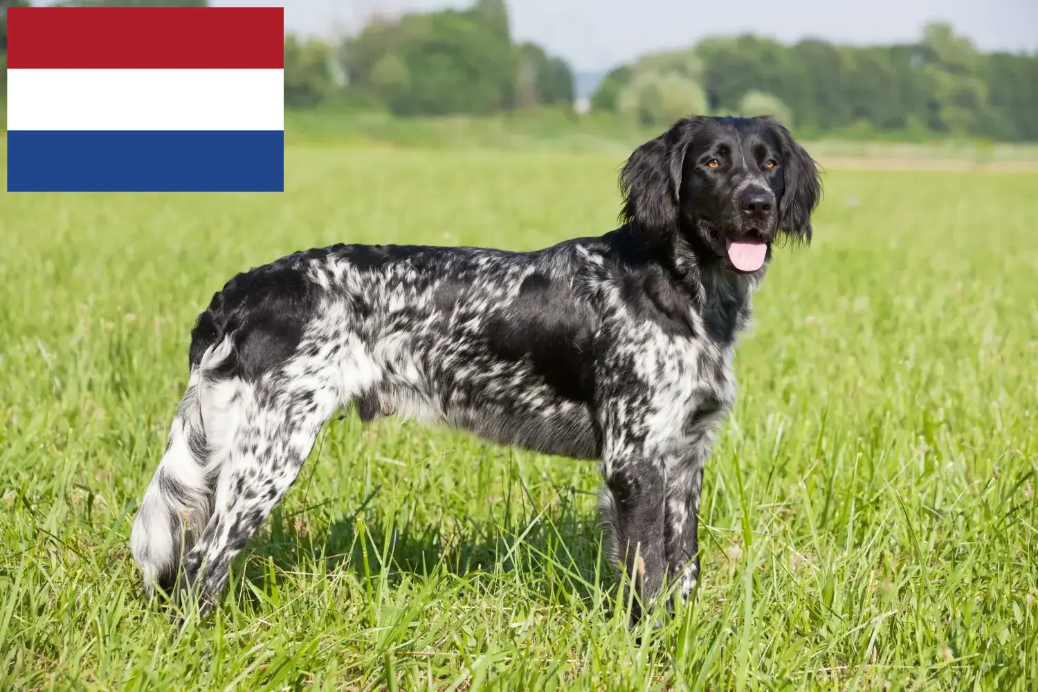 Nagy Münsterländer kiskutyák és tenyésztő Hollandia Itt megtalálhatja a Nagy Münsterlandi tenyésztőket Hollandiában.