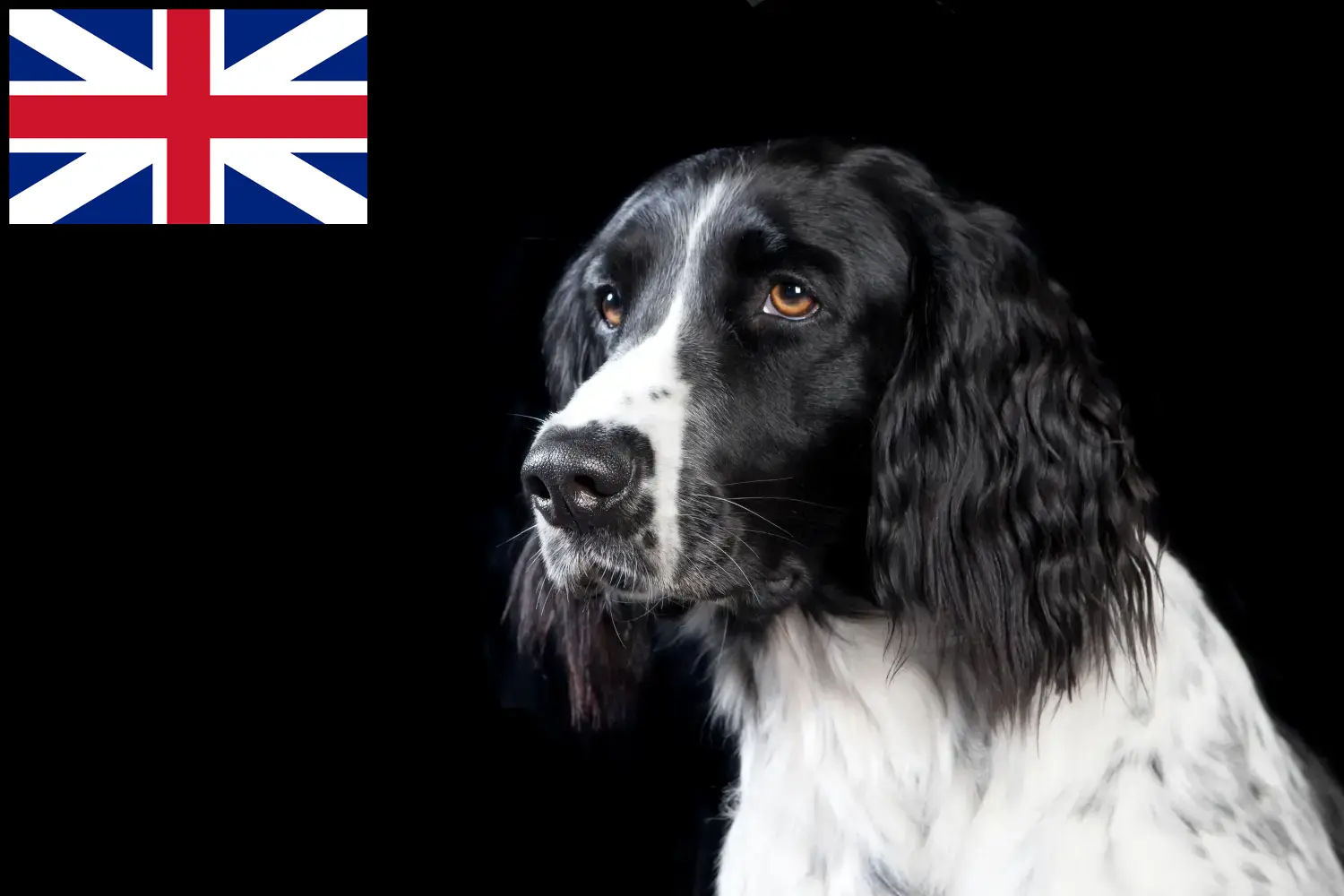 Nagy Münsterländer kiskutyák és tenyésztők Nagy-Britannia Itt Nagy-Münsterlandi tenyésztőket talál Nagy-Britanniában.
