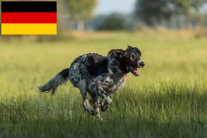Read more about the article Nagy Münsterländer tenyésztő és kiskutyák Németországban