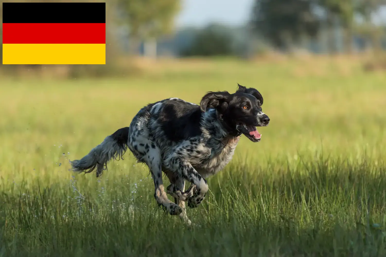 Nagy Münsterländer kiskutyák és tenyésztők Németország Itt találhat Nagy Münsterlandi tenyésztőket Németországban.