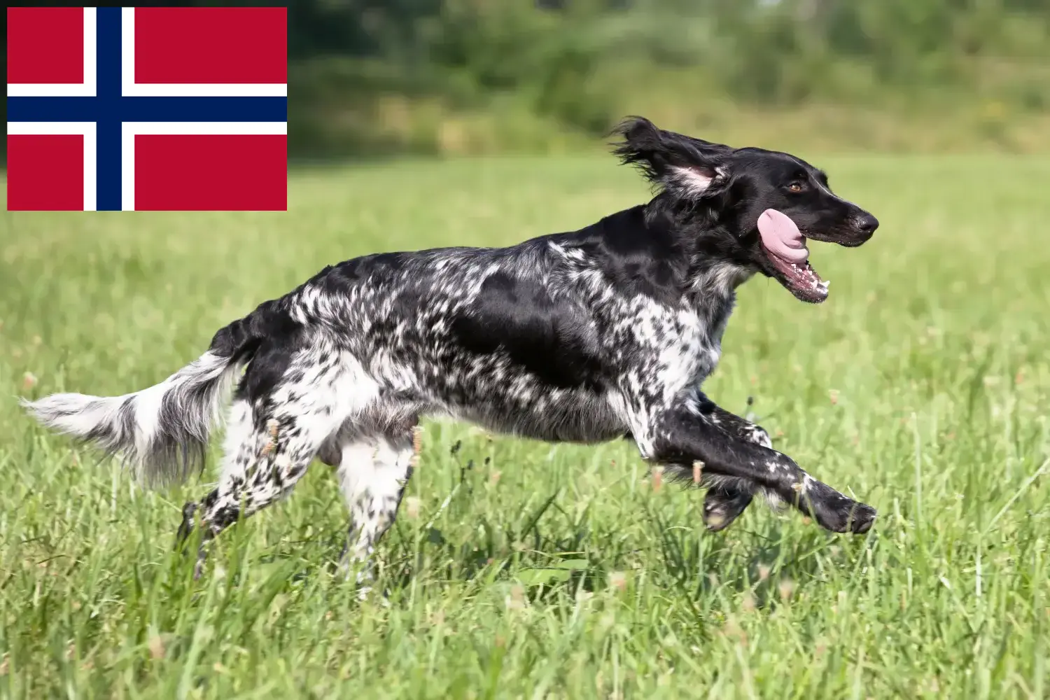 Nagy Münsterländer kiskutyák és tenyésztők Norvégia Itt találhat Nagy Münsterlandi tenyésztőket Norvégiában.