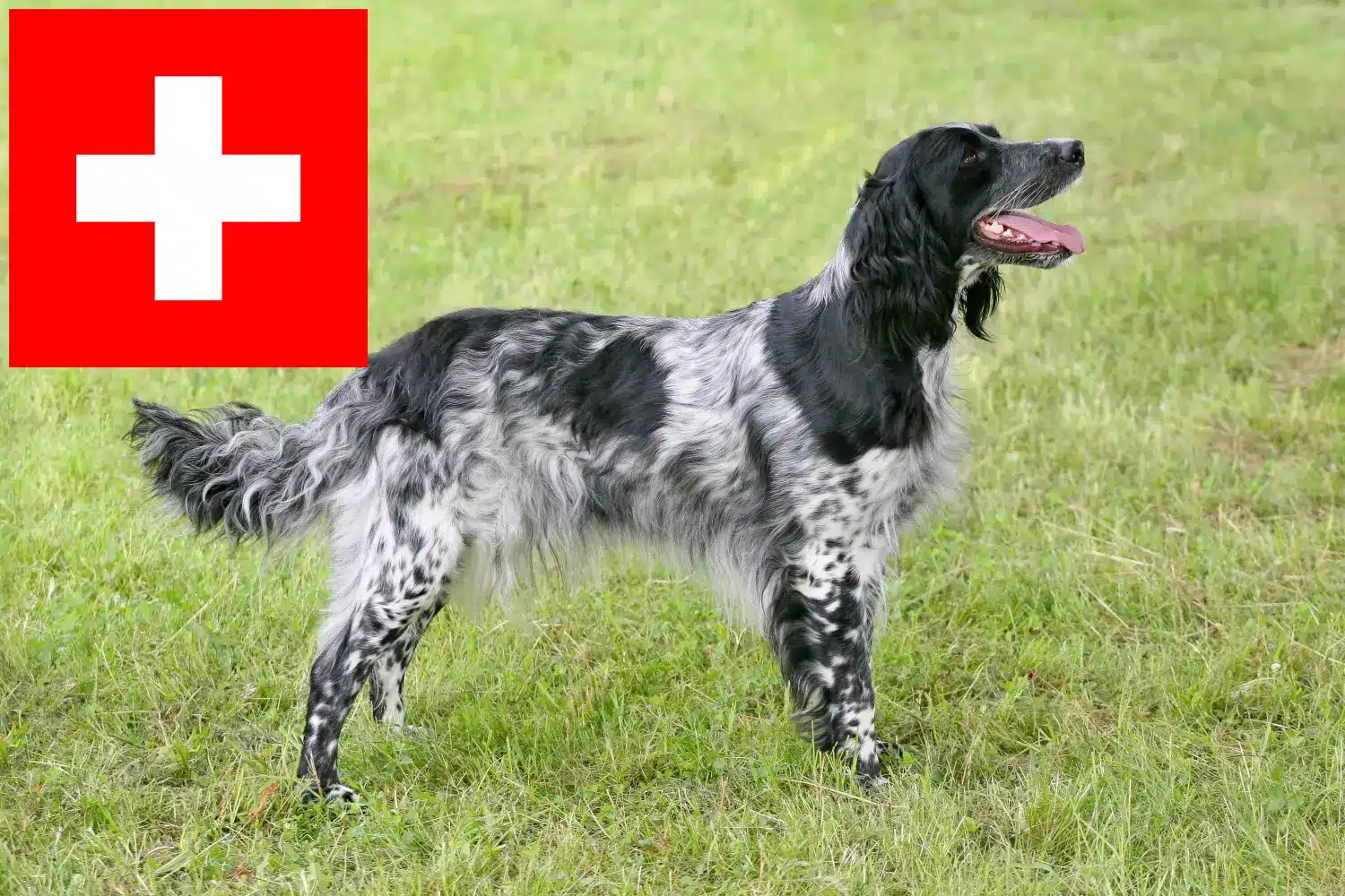 Nagy Münsterländer kiskutyák és tenyésztők Svájcban Itt megtalálhatja a Nagy Münsterlandi tenyésztőket Svájcban.