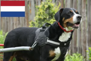 Read more about the article Nagy svájci hegyikutya tenyésztő és kölykök Hollandiában