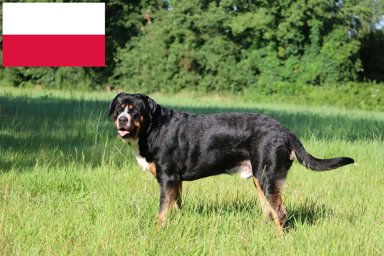 Nagy svájci hegyikutya kölykök és tenyésztő Lengyelország Találd meg itt a Nagy svájci hegyikutya tenyésztőket Lengyelországban.