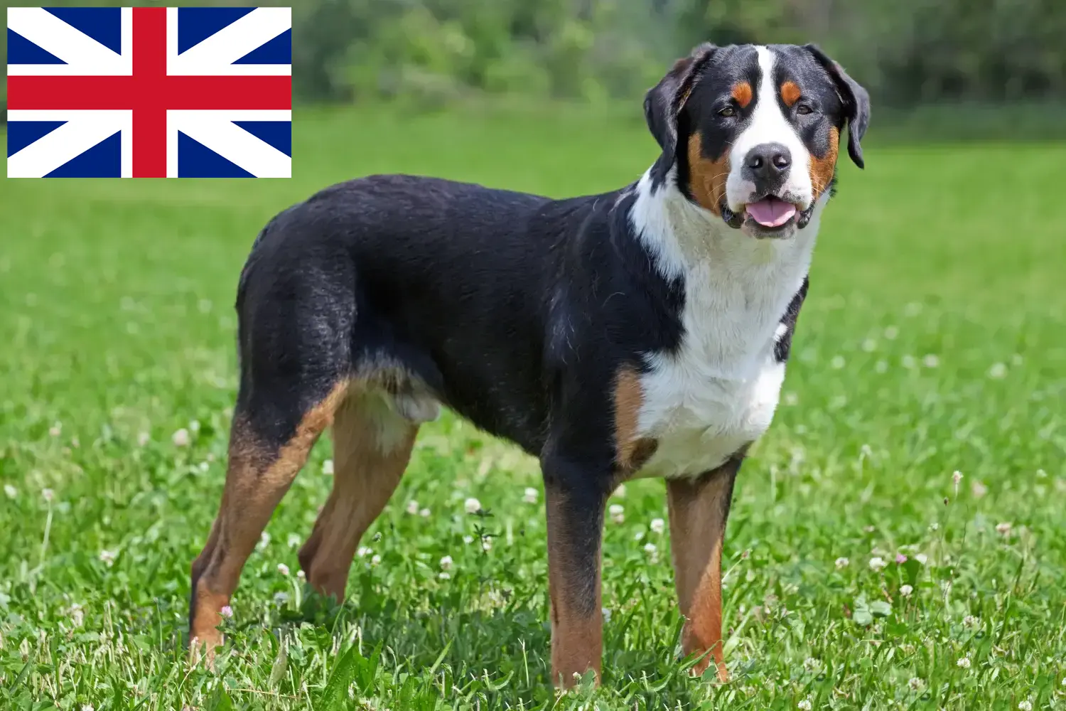 Nagy svájci hegyikutya kölykök és tenyésztők Nagy-Britannia Itt Nagy-Britanniában találhatóak a nagy svájci hegyikutya tenyésztők.