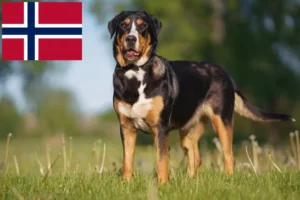 Read more about the article Nagy svájci hegyikutya tenyésztő és kölykök Norvégiában