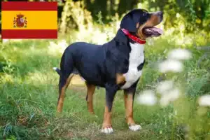 Read more about the article Nagy svájci hegyikutya tenyésztő és kölykök Spanyolországban