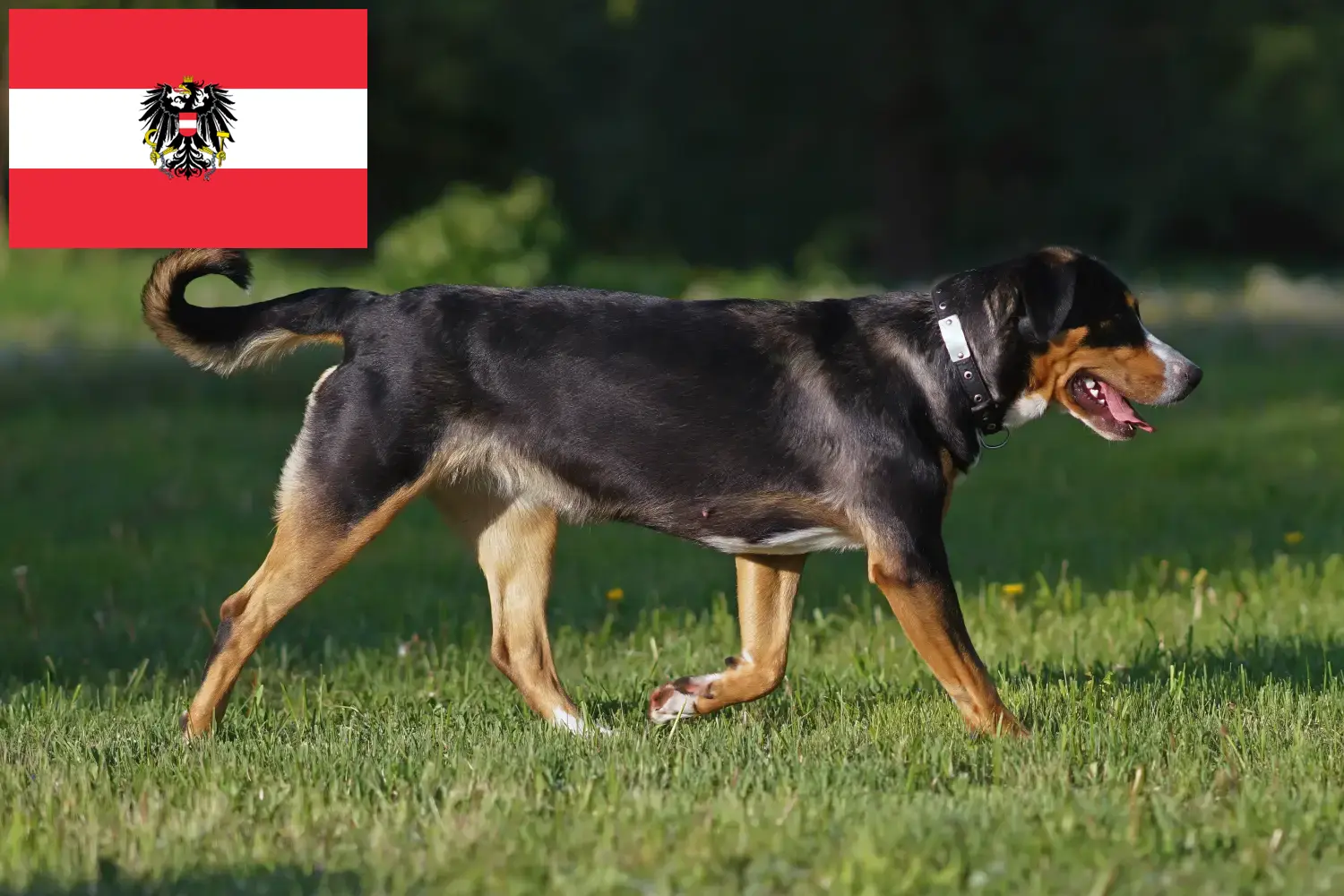 Nagy svájci hegyikutya kölykök és tenyésztők Ausztria Itt megtalálhatja a Nagy svájci hegyikutya tenyésztőket Ausztriában.