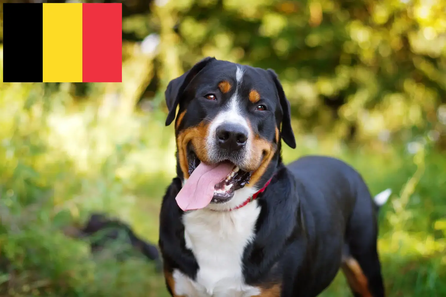 Nagy svájci hegyikutya kölykök és tenyésztő Belgium Itt megtalálhatja a Nagy svájci hegyikutya tenyésztőket Belgiumban.