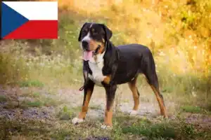Read more about the article Nagy svájci hegyikutya tenyésztő és kölykök Csehországban