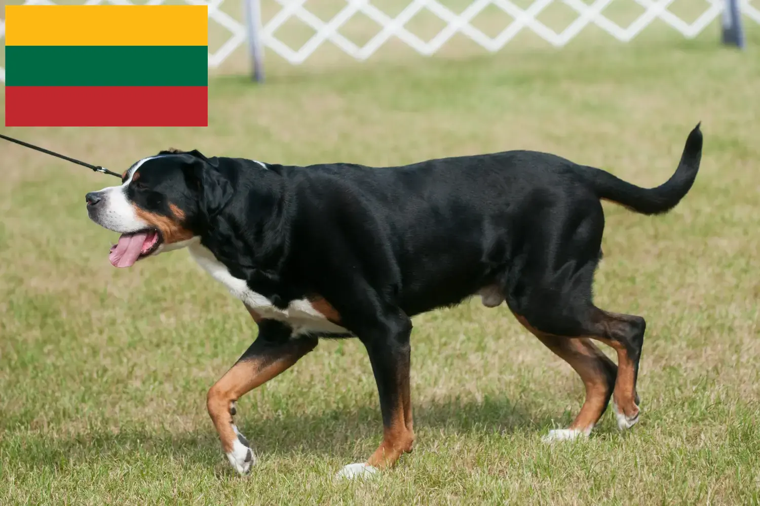 Nagy svájci hegyikutya kölykök és tenyésztő Litvánia Keresse meg a Nagy svájci hegyikutya tenyésztőket Litvániában.