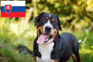 Read more about the article Nagy svájci hegyikutya tenyésztő és kölykök Szlovákiában