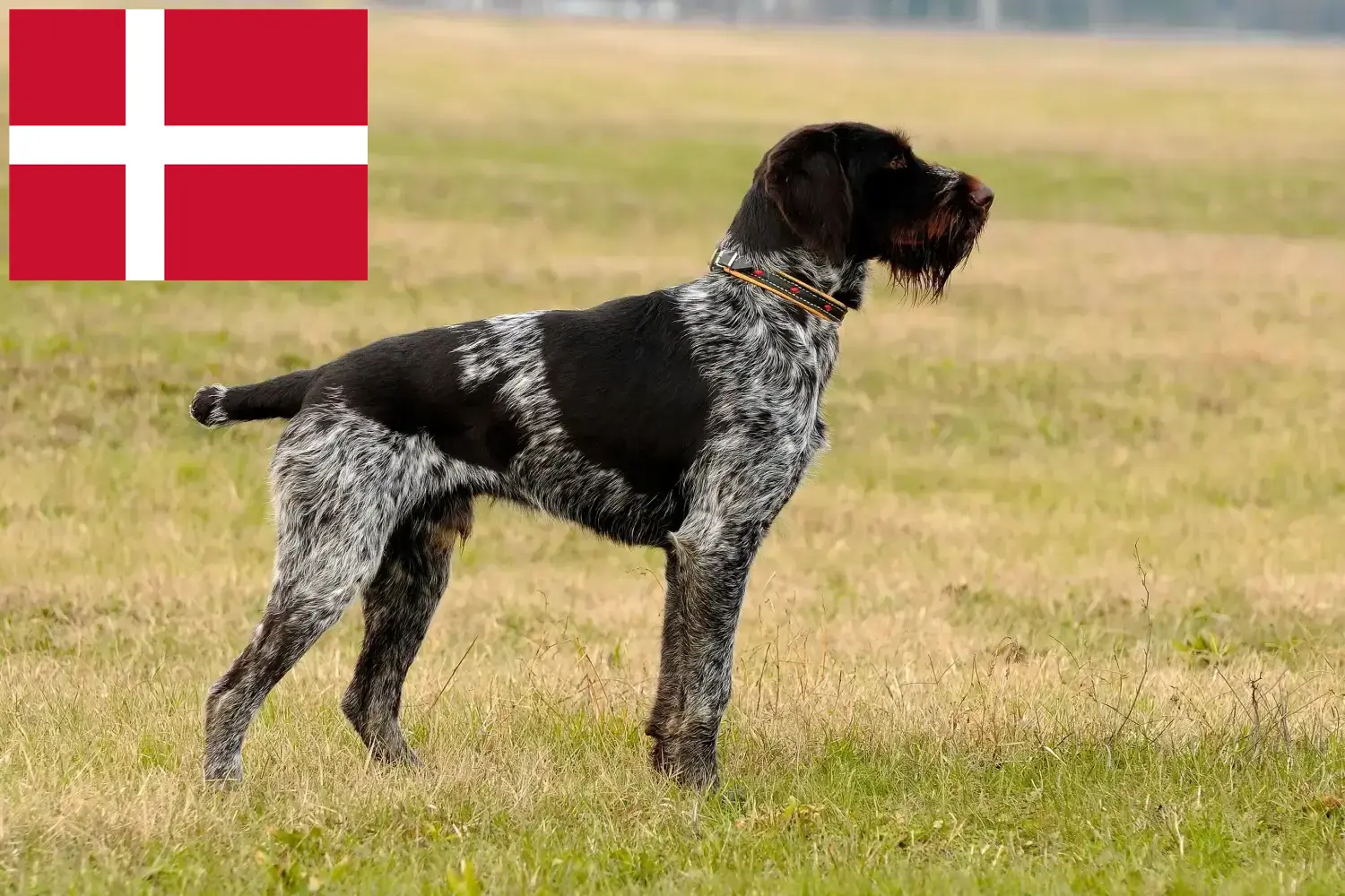 Német drótszőrű kiskutyák és tenyésztő Dánia Deutsch Drahthaar tenyésztőket Dániában itt találsz.