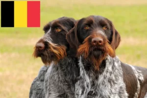 Read more about the article Német drótszőrű tenyésztők és kölykök Belgiumban