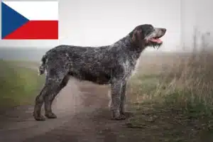 Read more about the article Német drótszőrű tenyésztők és kölykök Csehországban