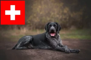 Read more about the article Német drótszőrű tenyésztők és kölykök Svájcban
