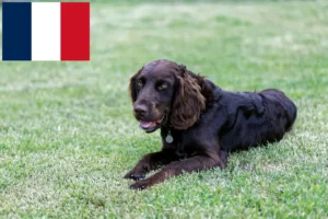 Read more about the article Német házőrző tenyésztők és kiskutyák Franciaországban