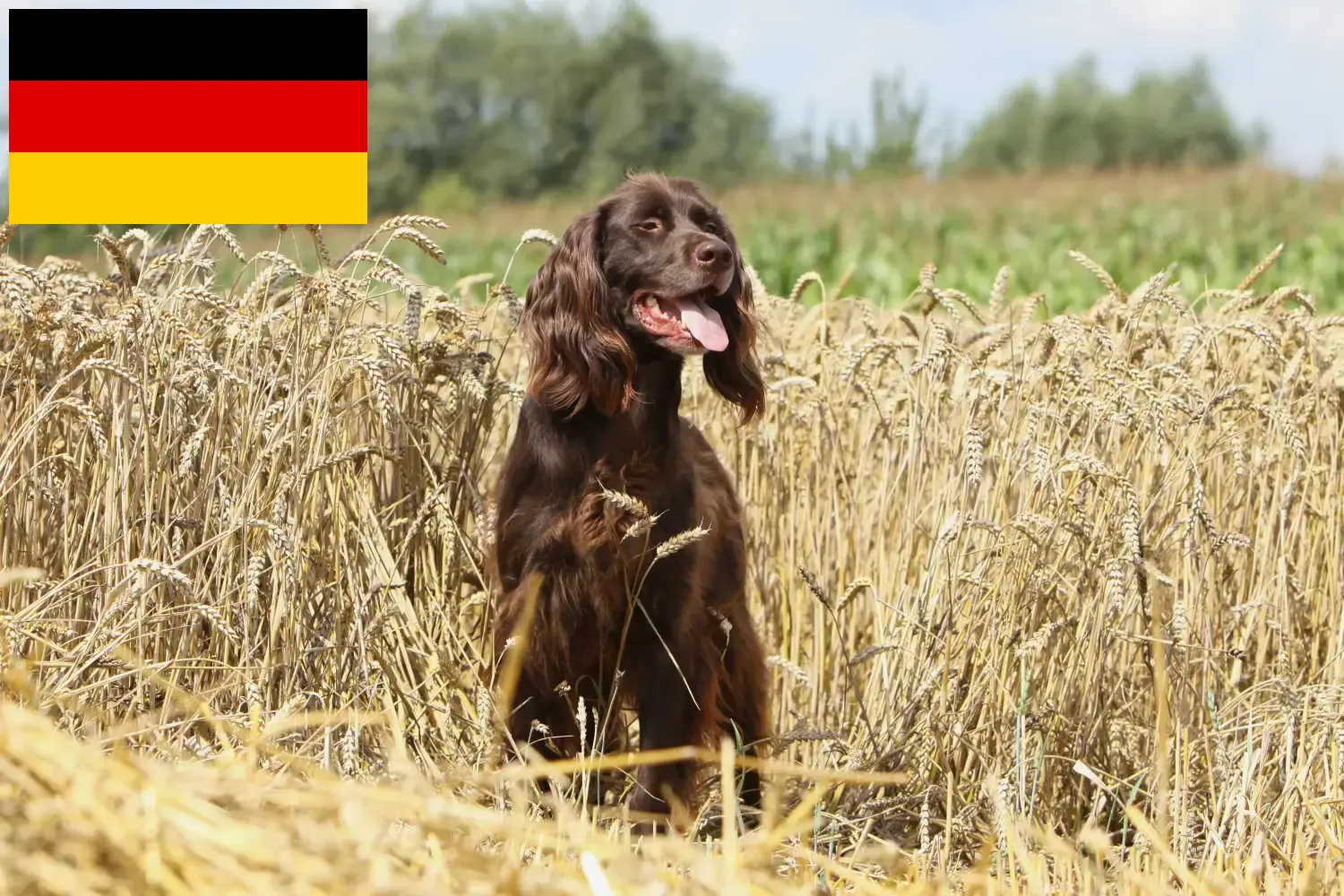 Német hosszúszőrű kiskutyák és tenyésztők Németország Itt német hosszúszőrű szőrű tenyésztőket talál Németországban.