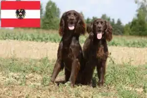 Read more about the article Német hosszúszőrű tenyésztők és kiskutyák Ausztriában