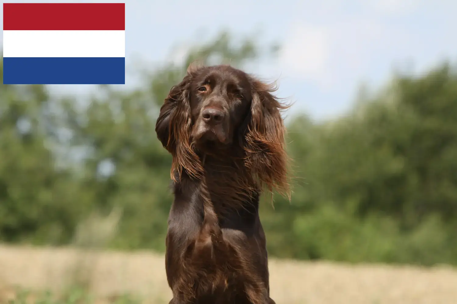 Német hosszúszőrű kiskutyák és tenyésztők Hollandia Itt talál német hosszúszőrű szőrű tenyésztőket Hollandiában.
