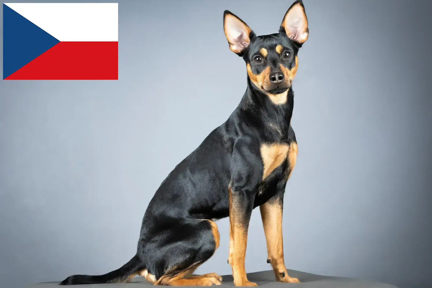 Német Pinscher kiskutyák és tenyésztők Csehország Itt találhat német pinscher tenyésztőket Csehországban.