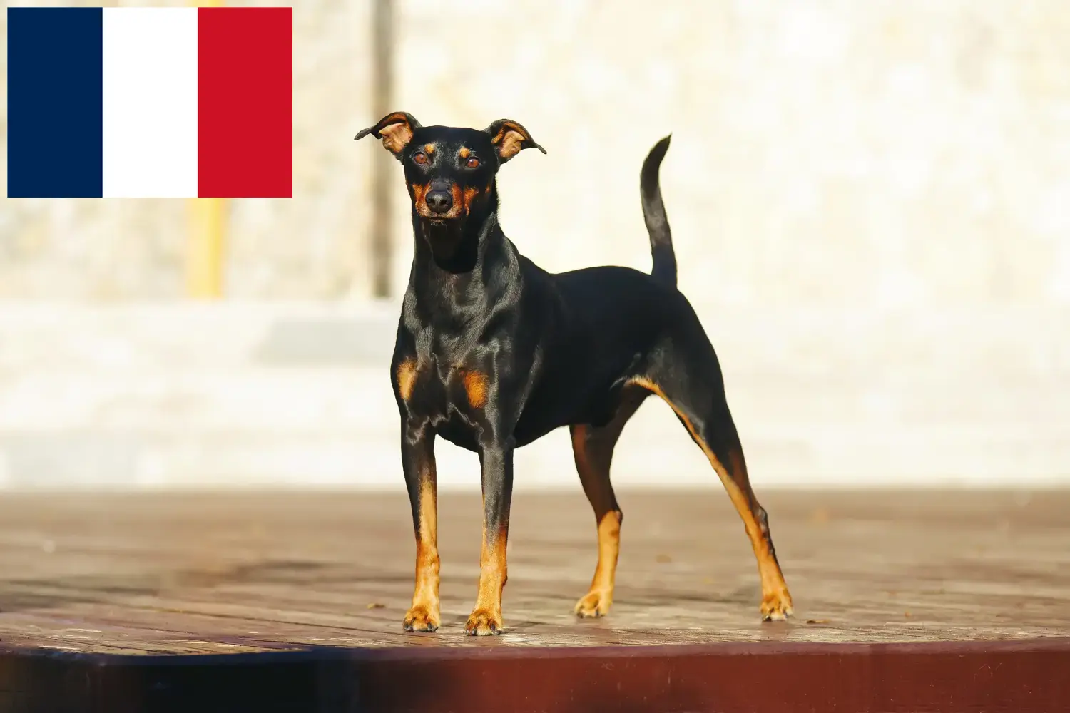 Német Pinscher kiskutyák és tenyésztők Franciaország Itt megtalálja a franciaországi német pinscher tenyésztőket.