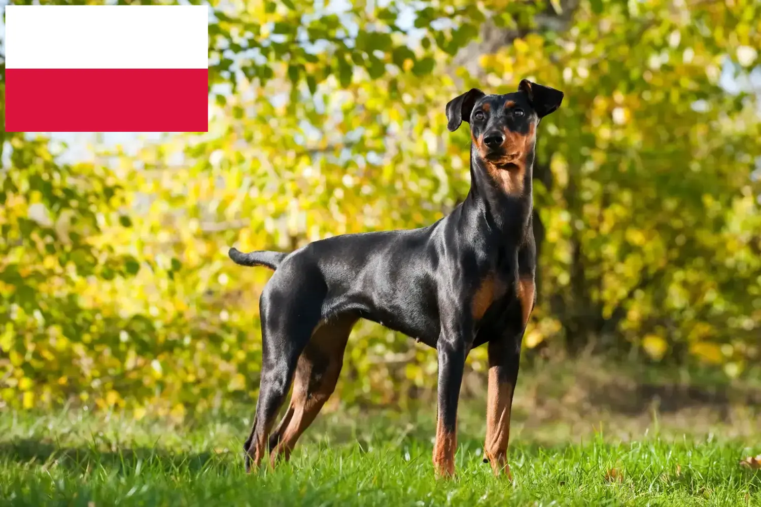 Német Pinscher kiskutyák és tenyésztő Lengyelország Itt találhat német pinscher tenyésztőket Lengyelországban.