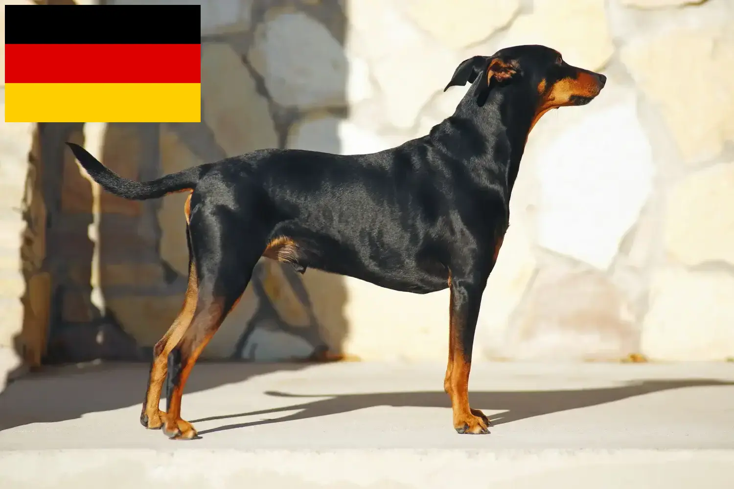 Német Pinscher kiskutyák és tenyésztők Németország Itt német pinscher tenyésztőket talál Németországban.