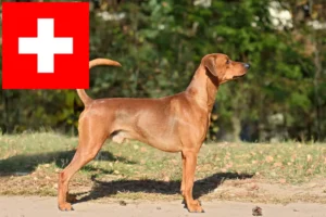 Read more about the article Német pinscher tenyésztők és kölykök Svájcban