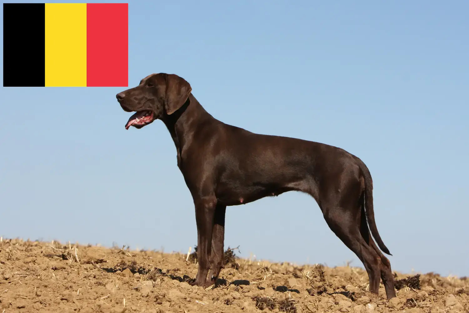 Német rövidszőrű kiskutyák és tenyésztők Belgium Itt találhat német rövidszőrű tenyésztőket Belgiumban.