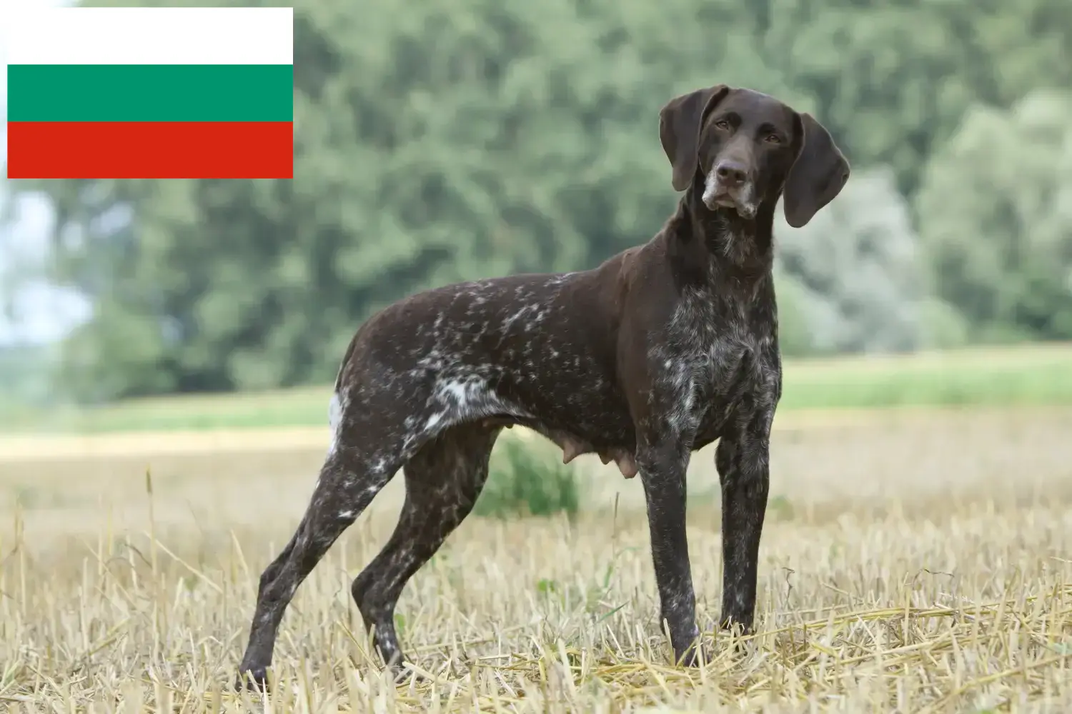 Német rövidszőrű kiskutyák és tenyésztők Bulgária Itt találhat német rövidszőrű tenyésztőket Bulgáriában.