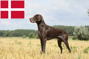 Read more about the article Német rövidszőrű tenyésztők és kiskutyák Dániában