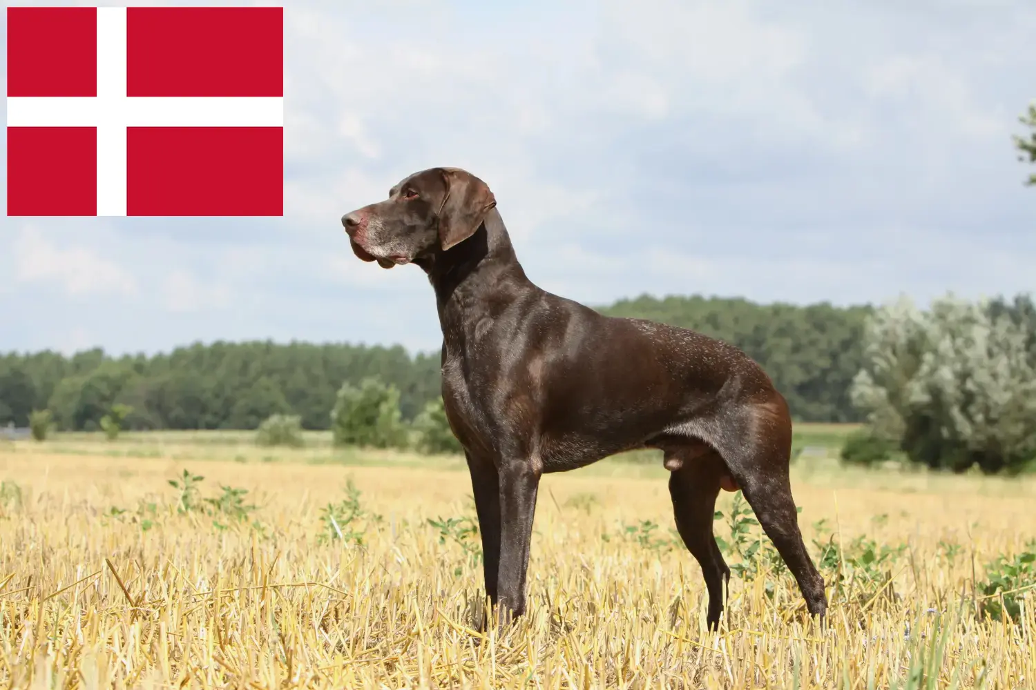 Német rövidszőrű kiskutyák és tenyésztők Dánia Itt megtalálja a dániai német rövidszőrű tenyésztőket.