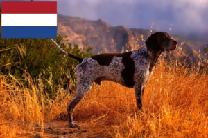Read more about the article Német rövidszőrű tenyésztők és kiskutyák Hollandiában