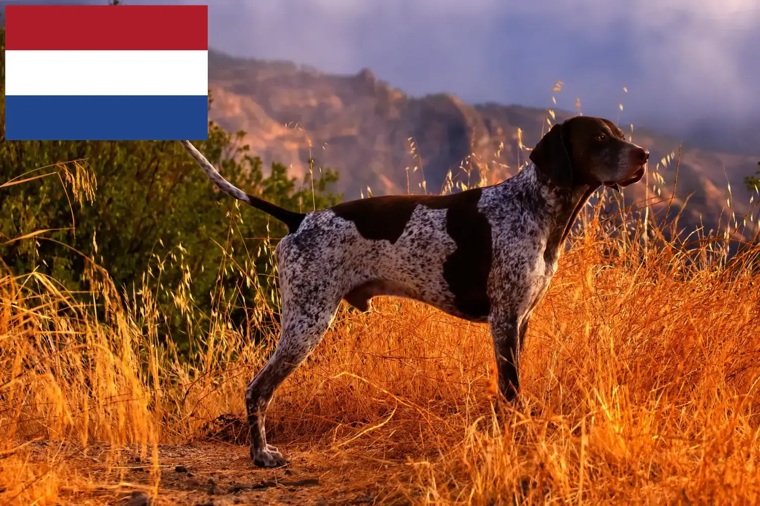 Német rövidszőrű kiskutyák és tenyésztők Hollandia Itt megtalálja a hollandiai német rövidszőrű tenyésztőket.