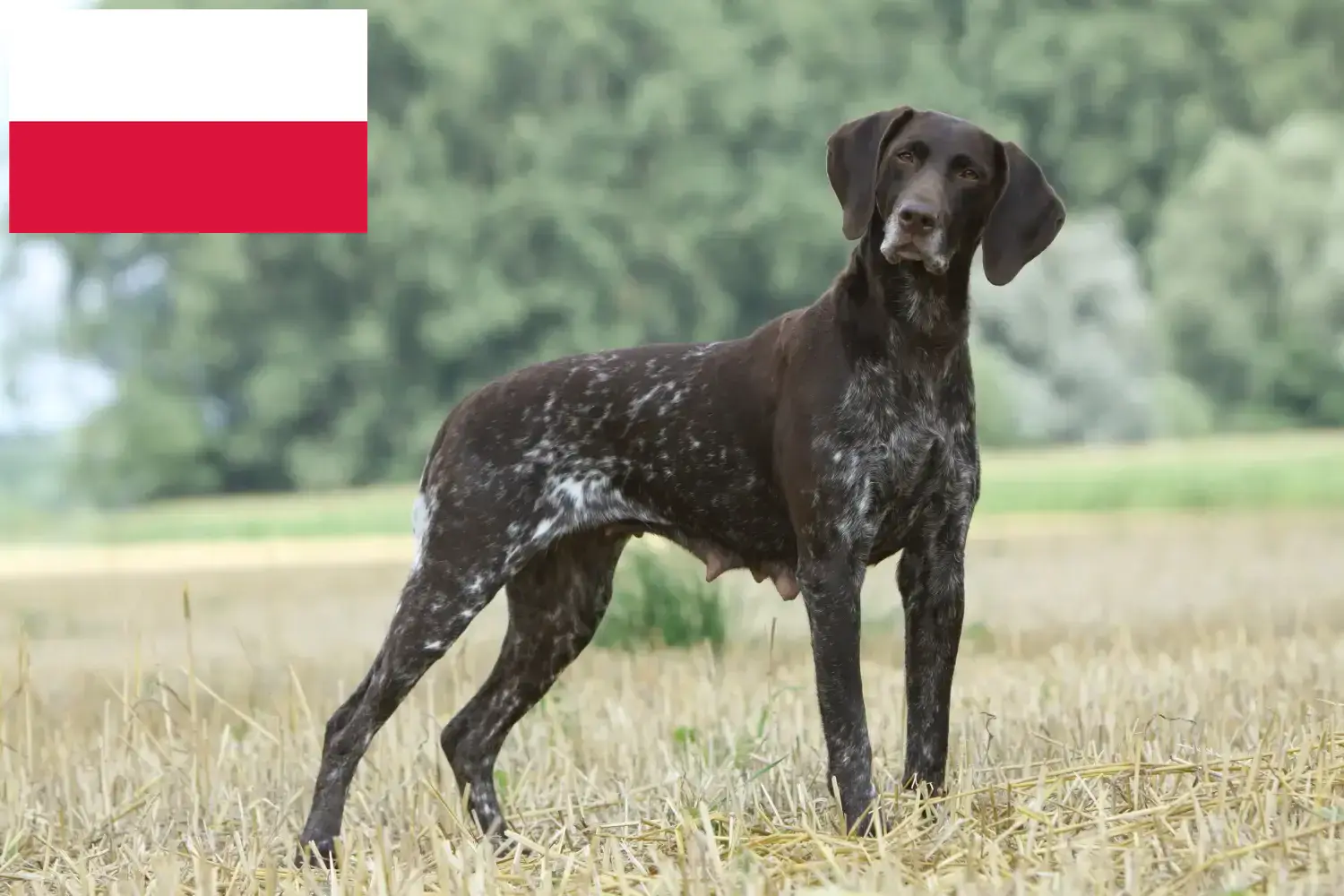 Német rövidszőrű kiskutyák és tenyésztők Lengyelország Itt megtalálja a lengyelországi német rövidszőrű tenyésztőket.