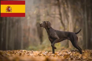 Read more about the article Német rövidszőrű tenyésztők és kiskutyák Spanyolországban
