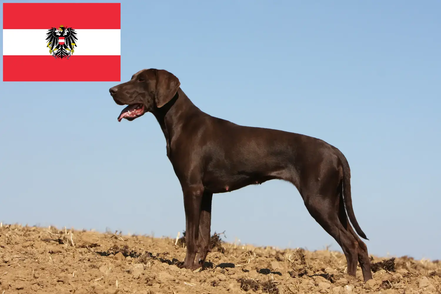 Német rövidszőrű kiskutyák és tenyésztők Ausztria Itt találhat német rövidszőrű tenyésztőket Ausztriában.