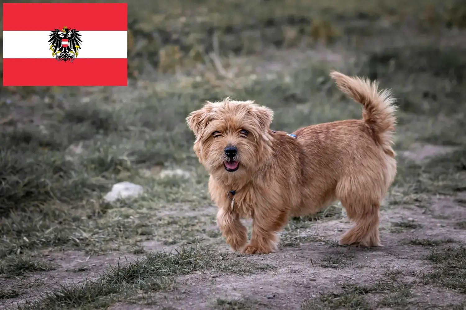 Norfolk terrier kölykök és tenyésztők Ausztria Itt Norfolk terrier tenyésztőket talál Ausztriában.