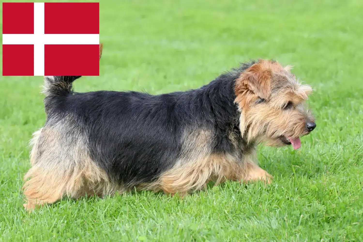 Norfolk terrier kölykök és tenyésztők Dánia Norfolk terrier tenyésztőket Dániában itt találsz.