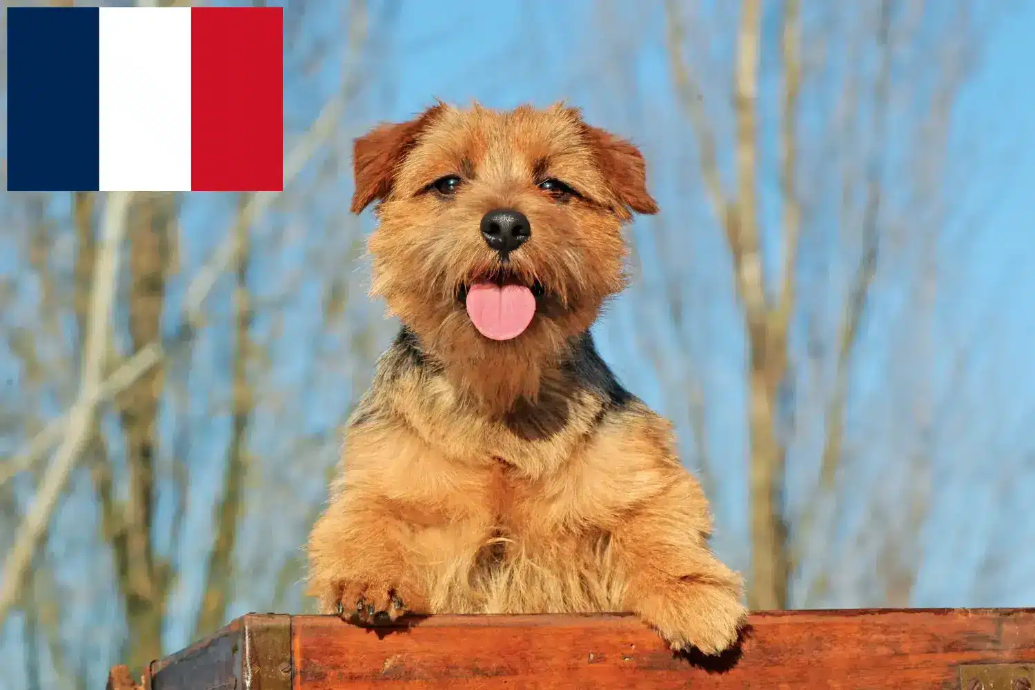 Norfolk terrier kölykök és tenyésztők Franciaország Norfolk terrier tenyésztőket Franciaországban itt talál.