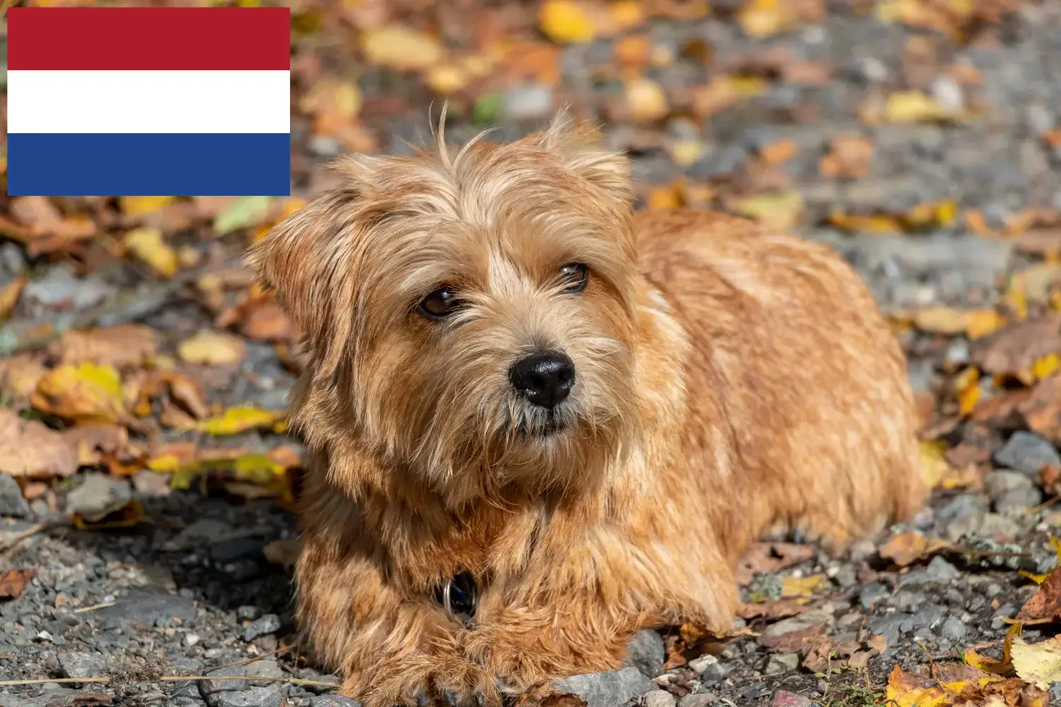 Norfolk terrier kölykök és tenyésztők Hollandia Norfolk terrier tenyésztőket Hollandiában itt találsz.